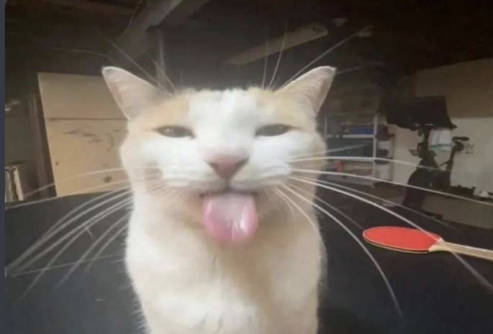 BLEH cat