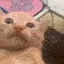 HAH cat