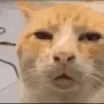 HUH cat