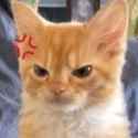 angry cat