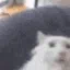 fluffy cat