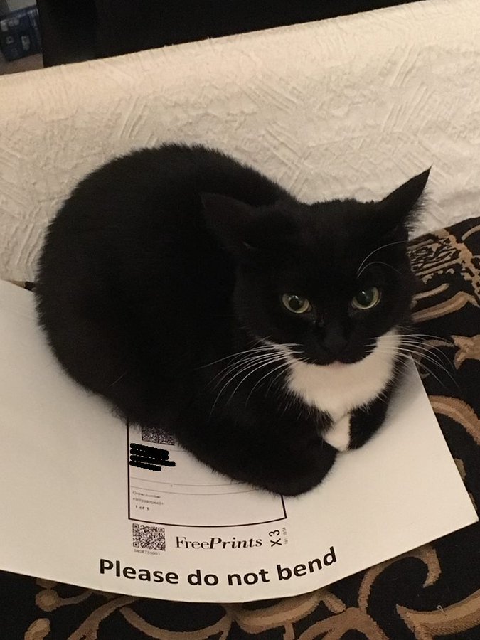 tuxedo cat