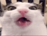 crunch cat