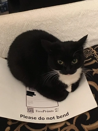 tuxedo cat